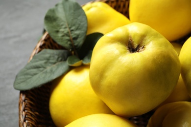 Fresh ripe organic quinces with leaves, closeup