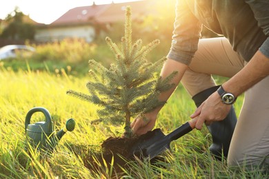 Photo of Man planting conifer tree in countryside on sunny day, closeup