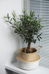 Photo of Beautiful young potted olive tree on windowsill indoors. Interior element