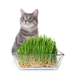 Adorable cat and glass bowl with fresh green grass on white background