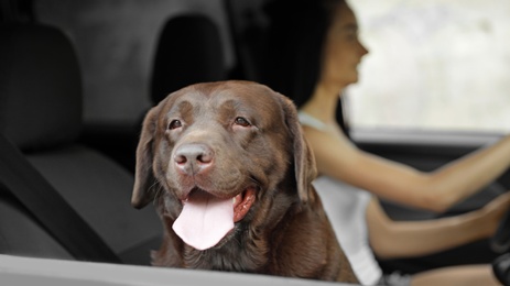 Funny Chocolate Labrador Retriever dog and young woman in modern car