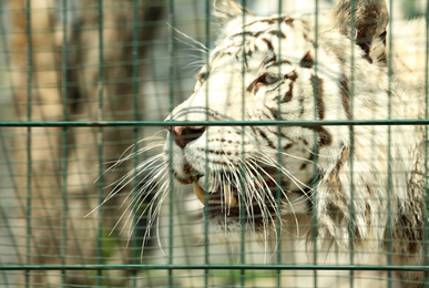 Photo of Closeup view of Bengal white tiger at enclosure in zoo