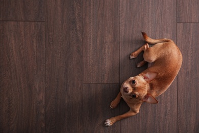 Cute Chihuahua dog lying on warm floor, top view with space for text. Heating system