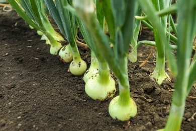 Green onions growing in field, closeup. Harvest season