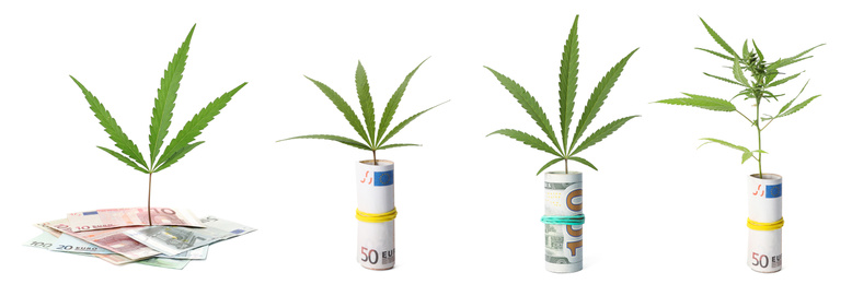 Set of hemp plant with money on white background. Banner design