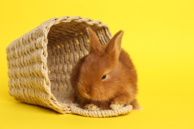 Adorable fluffy bunny and wicker basket on yellow background. Easter symbol