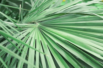 Beautiful green tropical leaves outdoors, closeup view