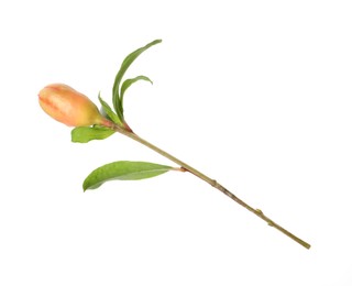 Pomegranate branch with green leaves and bud on white background