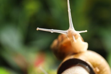 Photo of Common garden snails on blurred background, closeup