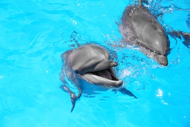 Dolphins swimming in pool at marine mammal park