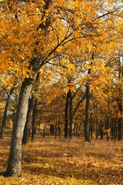 Beautiful view of autumn forest on sunny day