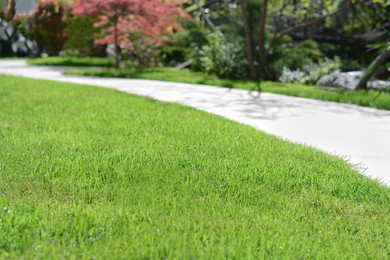 Photo of Beautiful park with plants and walkway, focus on green grass