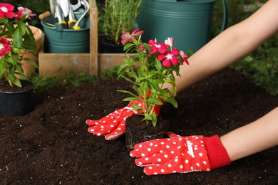 Woman transplanting beautiful pink vinca flower into soil in garden, closeup. Space for text