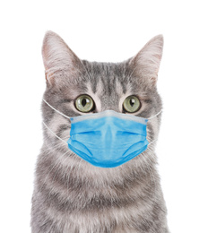 Gray tabby cat in medical mask on white background. Virus protection for animal