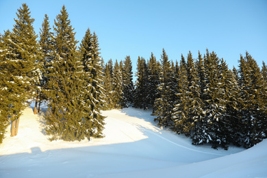Picturesque view of snowy forest in winter