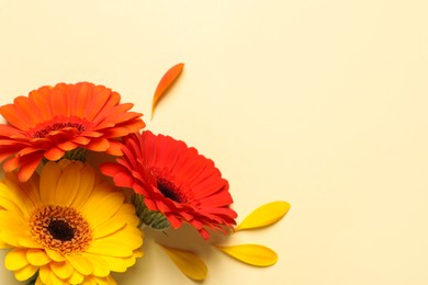 Beautiful colorful gerbera flowers and petals on beige background, flat lay. Space for text