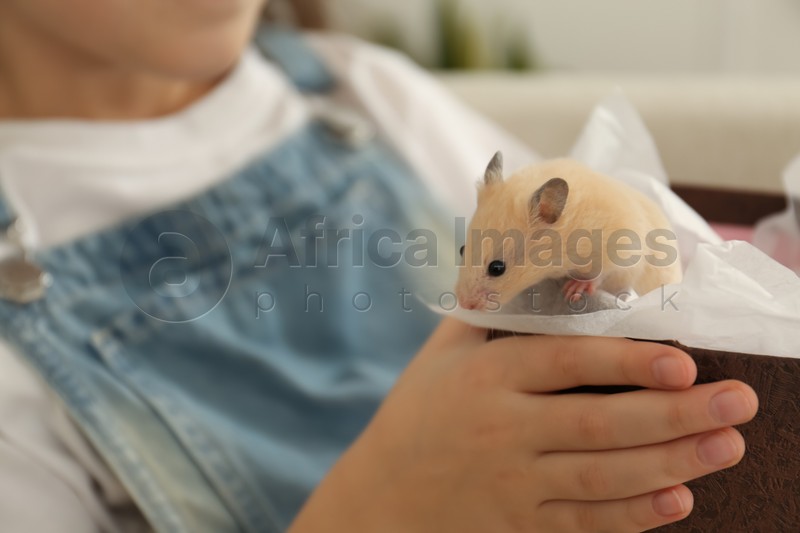 Little girl holding box with hamster at home, closeup