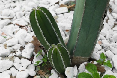 Beautiful Pachycereus cactus growing outdoors. Succulent plant