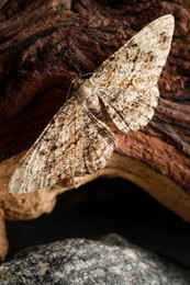 Alcis repandata moth on wooden tree near stone, closeup
