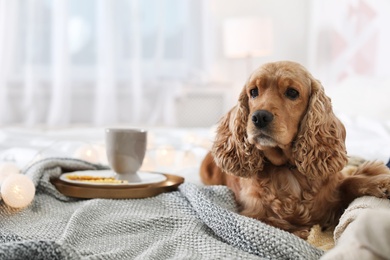Photo of Cute Cocker Spaniel dog with warm blanket on bed at home. Cozy winter