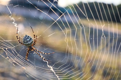 Argiope spider spinning its cobweb in countryside, closeup