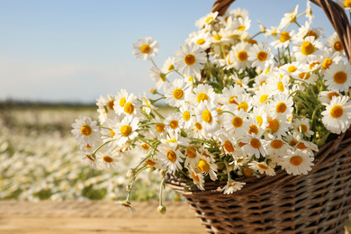 Basket with beautiful chamomiles on table in field, closeup