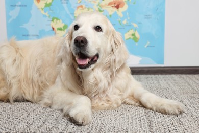 Cute golden retriever lying on floor near world map indoors. Travelling with pet