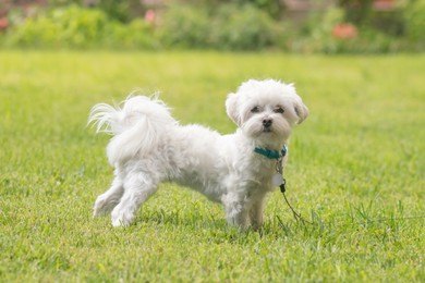 Photo of Cute little Maltese dog walking on green grass