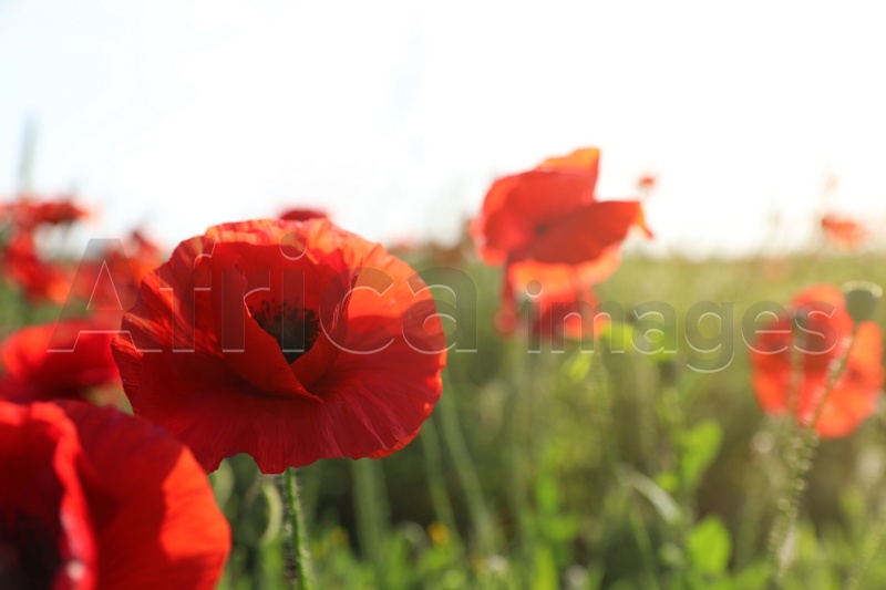 Photo of Beautiful blooming poppy flowers in field on spring day, closeup. Space for text