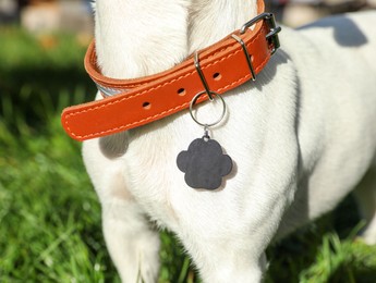 Dog in collar with metal tag on green grass outdoors, closeup