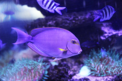 Beautiful surgeon fish swimming in aquarium water