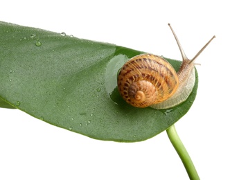 Photo of Common garden snail on wet leaf against white background