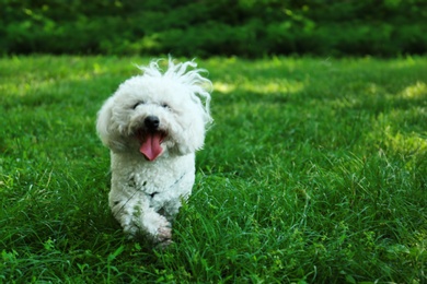 Photo of Cute fluffy Bichon Frise dog on green grass in park. Space for text