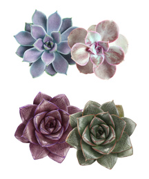 Collage with different succulents on white background, top view