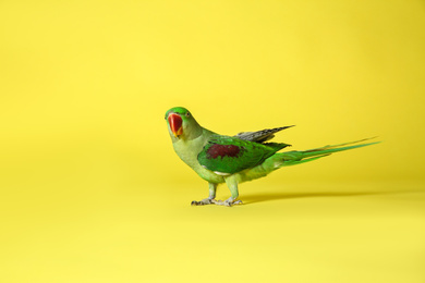Beautiful green Alexandrine Parakeet on yellow background