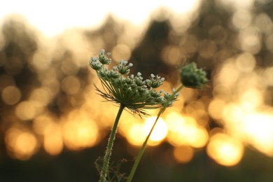 Photo of Beautiful wildflowers outdoors in morning, closeup. Space for text