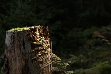 Beautiful fern and tree stump overgrown with green moss in forest. Space for text
