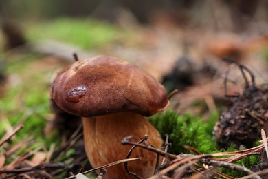 Polish mushroom Imleria badia growing in forest, closeup