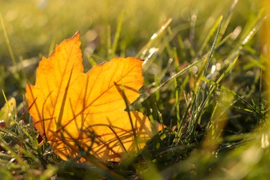 Beautiful fallen leaf among green grass outdoors on sunny autumn day, closeup. Space for text