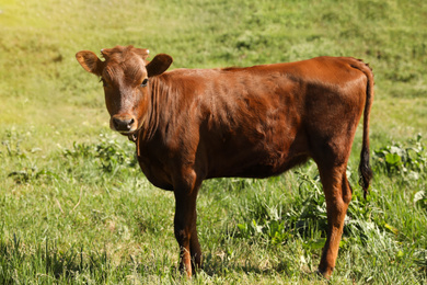 Cute brown calf on green pasture. Animal husbandry
