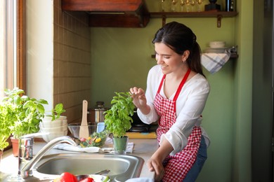 Young woman picking fresh leaves from potted basil at countertop in kitchen