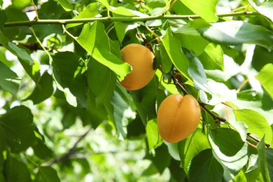 Ripe apricots on branch of tree, closeup