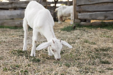 Cute goatling on pasture at farm. Baby animal