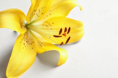 Beautiful blooming lily flower on white background, closeup