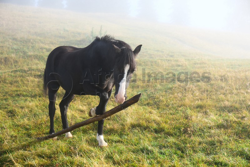 Beautiful view of horse on misty meadow
