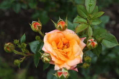 Photo of Beautiful rose flower with dew drops in garden, top view