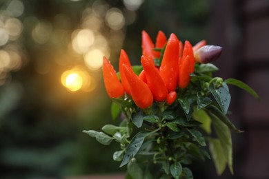 Capsicum Annuum plant. Potted rainbow multicolor chili peppers outdoors against blurred background. Space for text