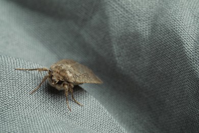 Paradrina clavipalpis moth on light grey cloth