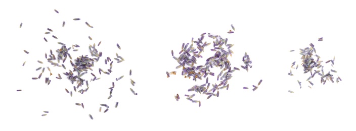 Set with heaps of lavender flowers on white background. Banner design 