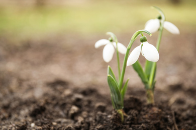 Photo of Fresh blooming snowdrop flowers growing in ground, space for text. Springtime